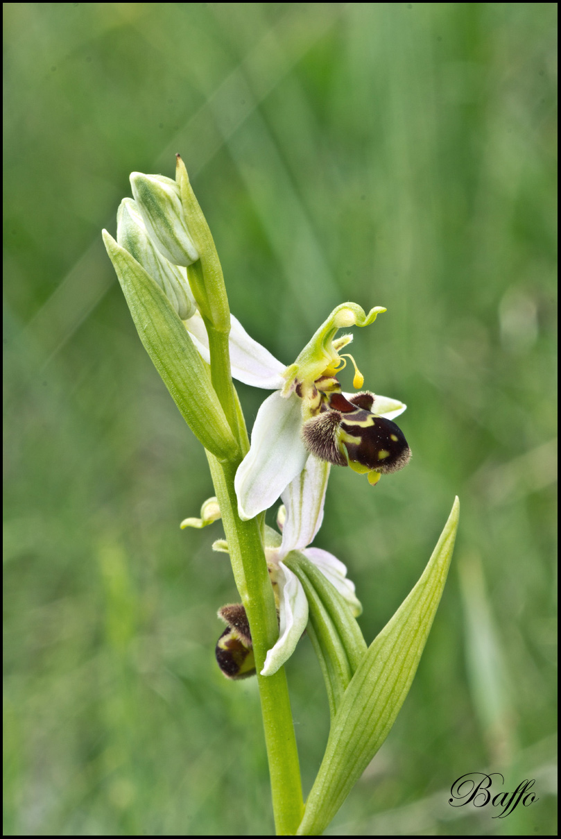 Ophrys apifera var.aurita